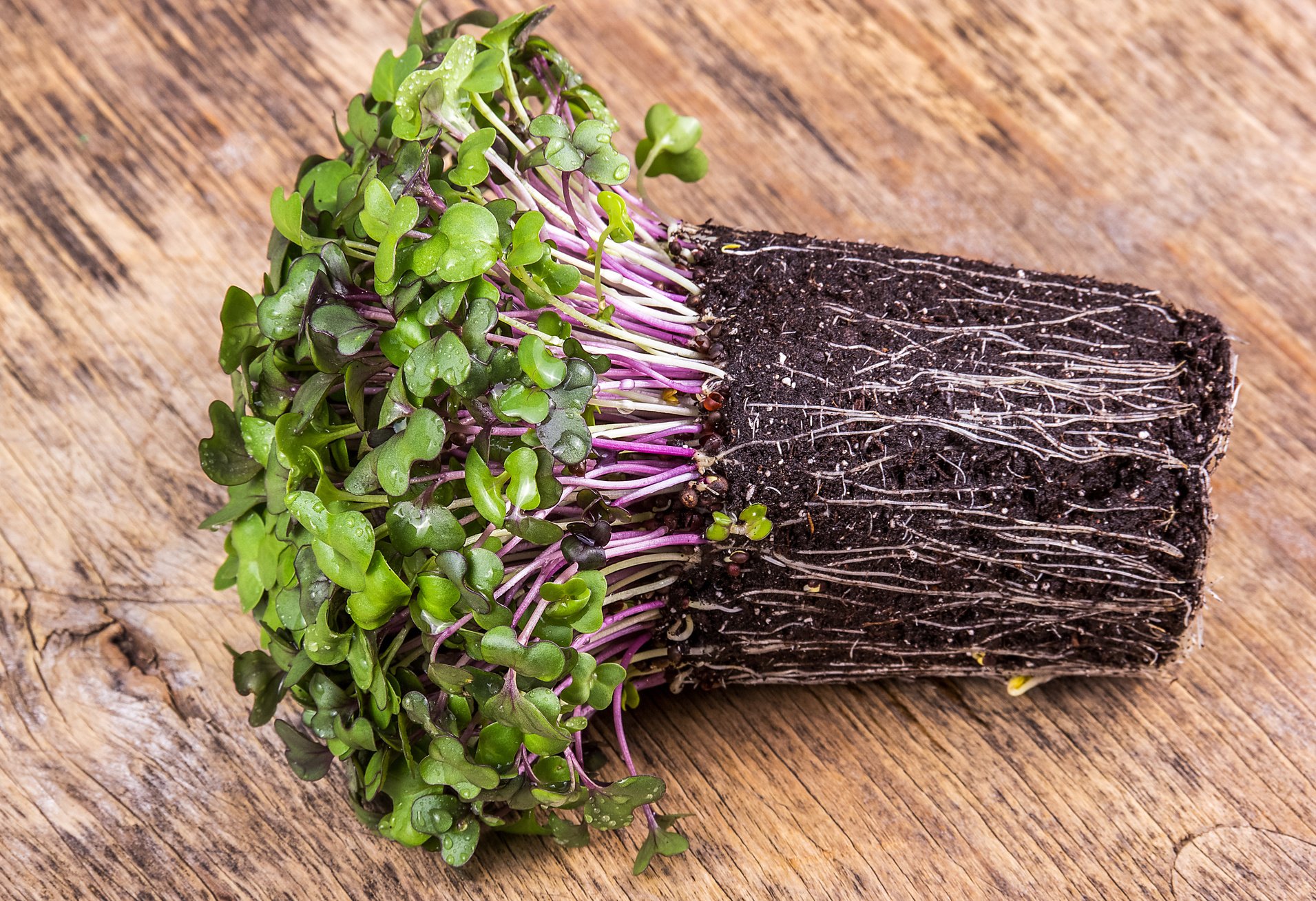 Microgreen cabbage. Fresh healthy microgreens. Young microgreen sprouts.